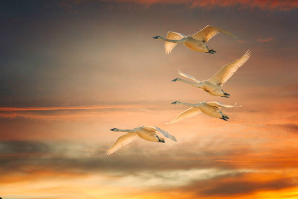 Image from Skagit Valley Washington.