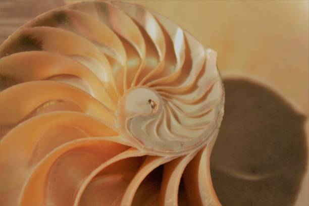 istock nautilus shell symmetry Fibonacci half cross section spiral golden ratio structure growth close up back lit mother of pearl close up ( pompilius nautilus ) 674215128