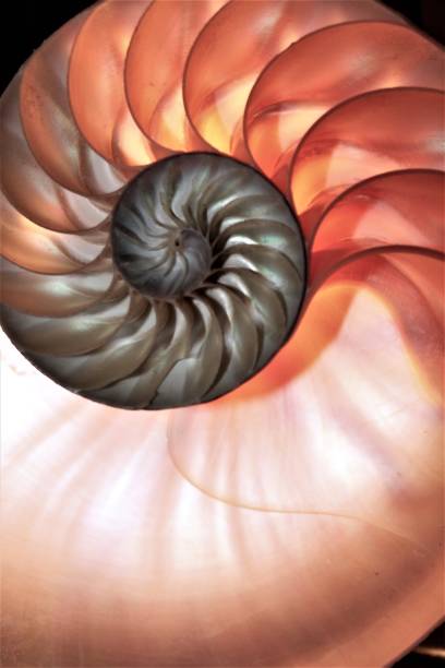 istock nautilus shell symmetry Fibonacci half cross section spiral golden ratio structure growth close up back lit mother of pearl close up ( pompilius nautilus ) 674219132