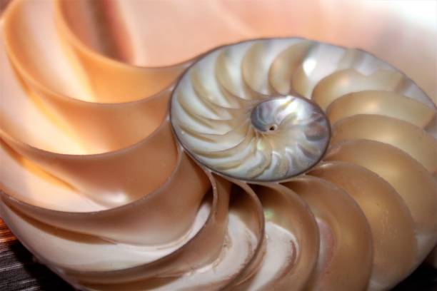 istock nautilus shell symmetry Fibonacci half cross section spiral golden ratio structure growth close up back lit mother of pearl close up ( pompilius nautilus ) 674220068