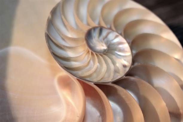 istock nautilus shell symmetry Fibonacci half cross section spiral golden ratio structure growth close up back lit mother of pearl close up ( pompilius nautilus ) 674220134