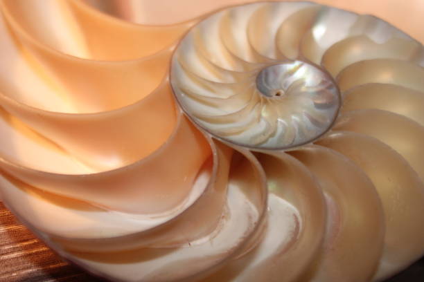 istock nautilus shell symmetry Fibonacci half cross section spiral golden ratio structure growth close up back lit mother of pearl close up ( pompilius nautilus ) 674220520