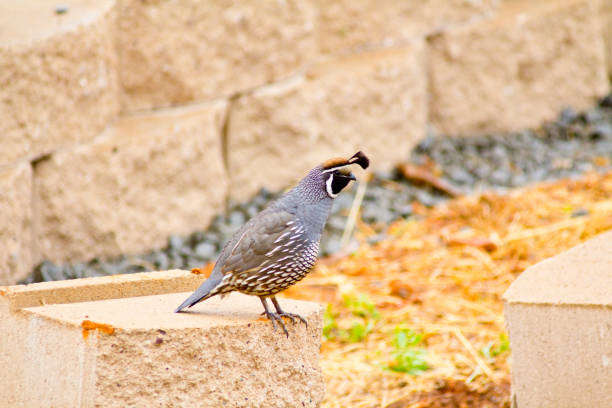 istock California Quail Resting on a Brick Outdoors 674220578