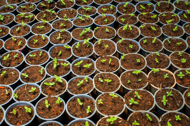 istock plant sprouts in a pot, background 674220816