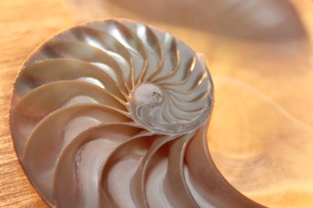 istock nautilus shell symmetry Fibonacci half cross section spiral golden ratio structure growth close up back lit mother of pearl close up ( pompilius nautilus ) 674221158