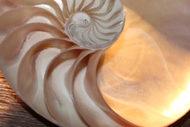 istock nautilus shell symmetry Fibonacci half cross section spiral golden ratio structure growth close up back lit mother of pearl close up ( pompilius nautilus ) 674222284