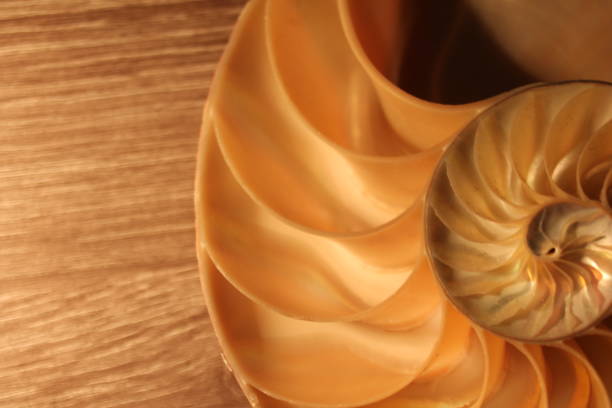 istock nautilus shell symmetry Fibonacci half cross section spiral golden ratio structure growth close up back lit mother of pearl close up ( pompilius nautilus ) 674228038
