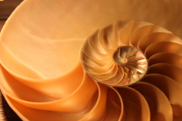 istock nautilus shell symmetry Fibonacci half cross section spiral golden ratio structure growth close up back lit mother of pearl close up ( pompilius nautilus ) 674228072