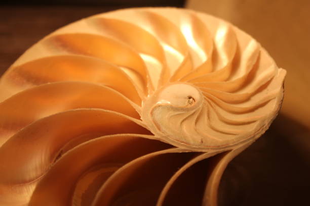 istock nautilus shell symmetry Fibonacci half cross section spiral golden ratio structure growth close up back lit mother of pearl close up ( pompilius nautilus ) 674228742
