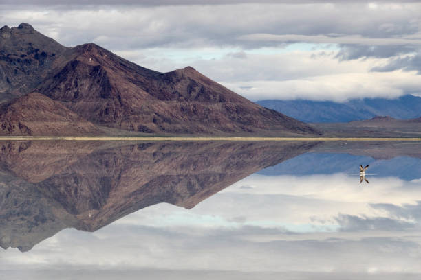 Bonneville Salt Flats Silver Island Mountains desert gull reflections Utah Crystalized salt fills the lake bottom of the Bonneville Salt Flats in the Great Salt Lake Desert of Utah with the Silver Island Mountains and a seagull reflecting in the shallow water. bonneville salt flats stock pictures, royalty-free photos & images