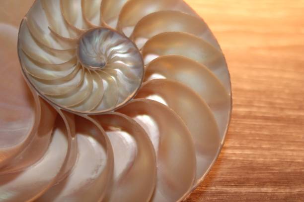 istock nautilus shell symmetry Fibonacci half cross section spiral golden ratio structure growth close up back lit mother of pearl close up ( pompilius nautilus ) 674229632