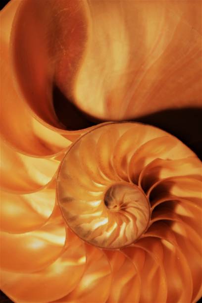istock nautilus shell symmetry Fibonacci half cross section spiral golden ratio structure growth close up back lit mother of pearl close up ( pompilius nautilus ) 674236170