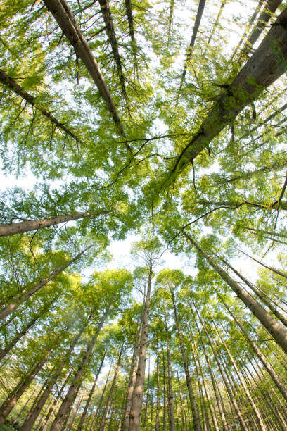 istock The forest of Metasequoia 674236996
