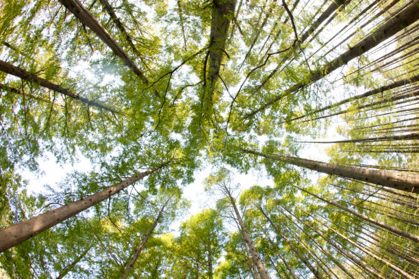 istock The forest of Metasequoia 674237098