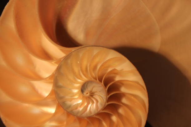 istock nautilus shell symmetry Fibonacci half cross section spiral golden ratio structure growth close up back lit mother of pearl close up ( pompilius nautilus ) 674237564