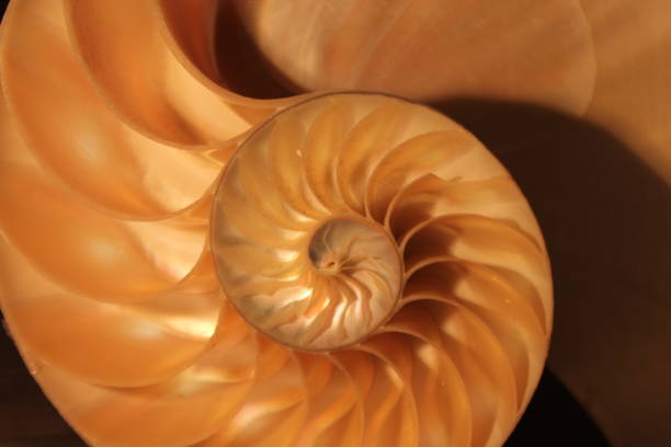 istock nautilus shell symmetry Fibonacci half cross section spiral golden ratio structure growth close up back lit mother of pearl close up ( pompilius nautilus ) 674237926