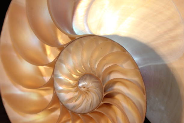 istock nautilus shell symmetry Fibonacci half cross section spiral golden ratio structure growth close up back lit mother of pearl close up ( pompilius nautilus ) 674237998