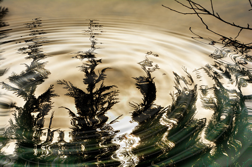 Water rings with tree reflexion