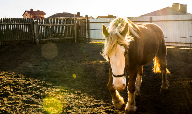 istock The horses in the corral, Belarus, Eastern Europe 674250822