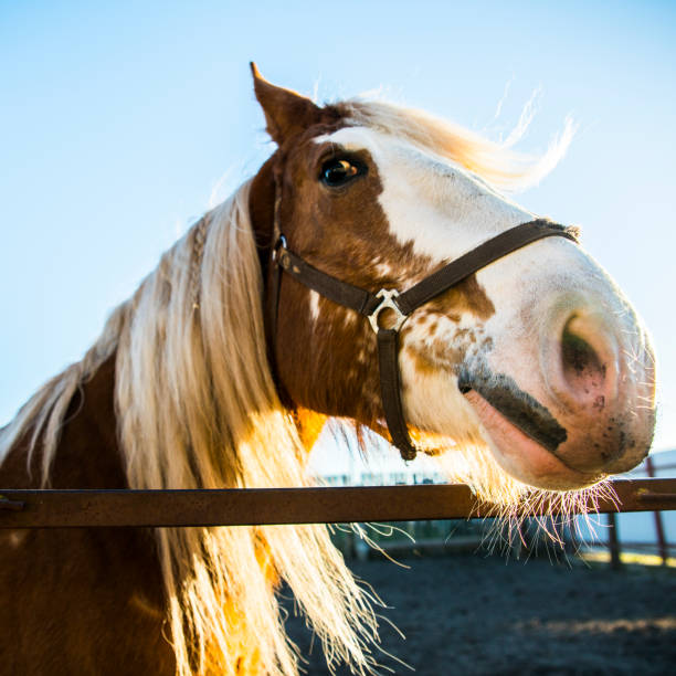 istock The horse looking into the camera. Closeup view 674250826