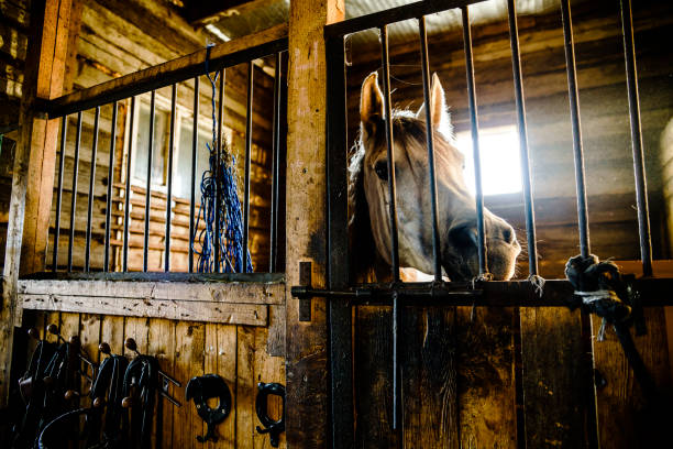 istock The horse inside the stable, behind the grates. 674250864