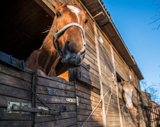 istock The horse looking into the camera. Closeup view 674250878