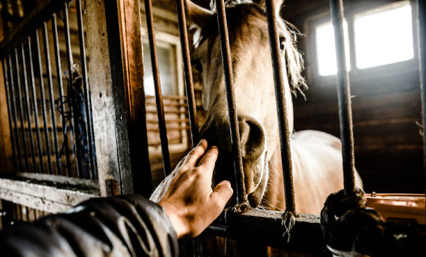 istock Man petting the horse in the stable 674250882