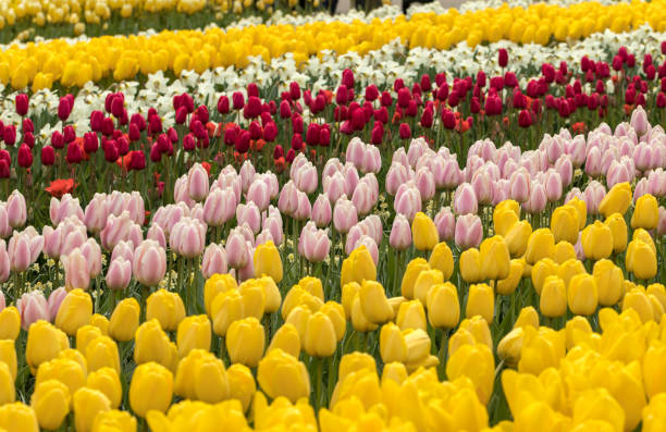 istock Tulip fields in the Bollenstreek, South Holland, Netherlands 674260264