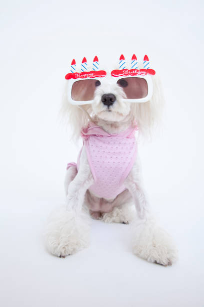 istock Miniature Schnauzer sunglasses 674275608