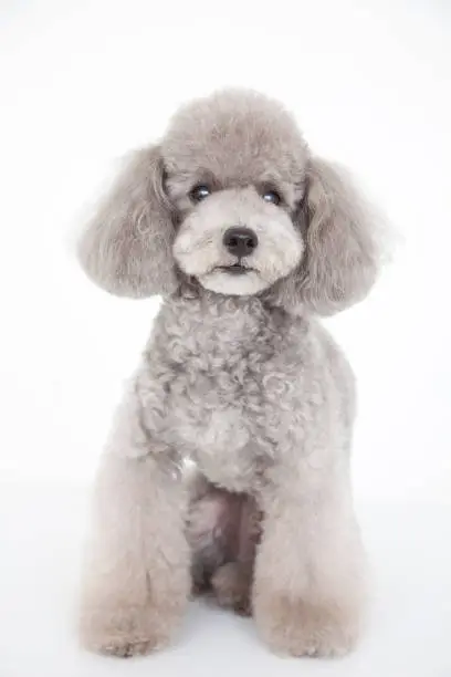 Photo of Toy poodle