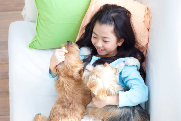 istock Norfolk terrier two and girl in sofa 674278692