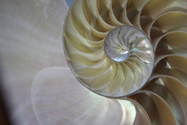 istock nautilus shell symmetry Fibonacci half cross section spiral golden ratio structure growth close up back lit mother of pearl close up ( pompilius nautilus ) 674278856