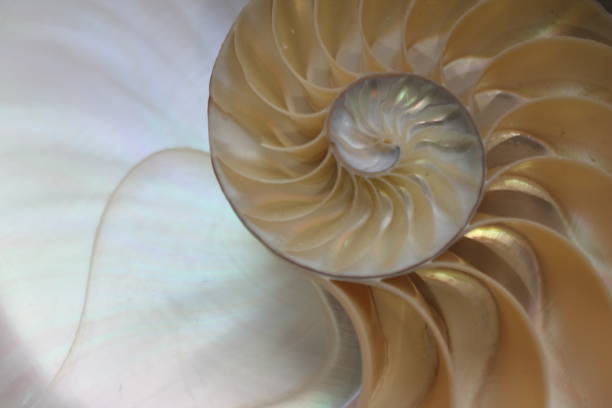 istock nautilus shell symmetry Fibonacci half cross section spiral golden ratio structure growth close up back lit mother of pearl close up ( pompilius nautilus ) 674278954