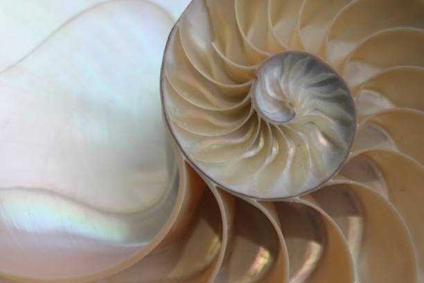 istock nautilus shell symmetry Fibonacci half cross section spiral golden ratio structure growth close up back lit mother of pearl close up ( pompilius nautilus ) 674278968