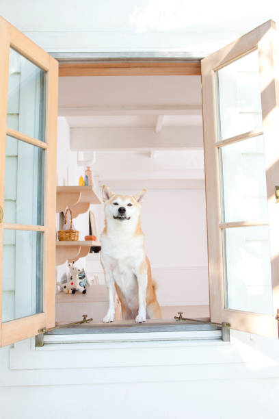 istock Shiba Inu looking out the window 674279338