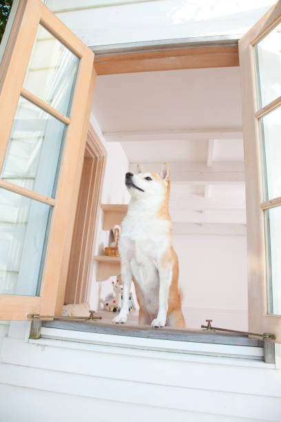 istock Shiba Inu looking out the window 674279348