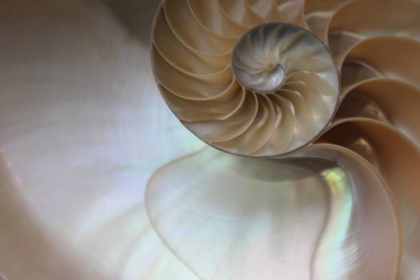 istock nautilus shell symmetry Fibonacci half cross section spiral golden ratio structure growth close up back lit mother of pearl close up ( pompilius nautilus ) 674279536