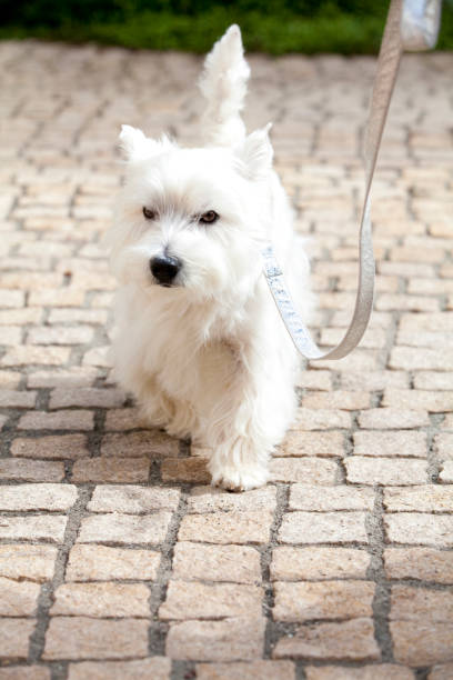 istock Walk the West Highland White Terrier 674285914