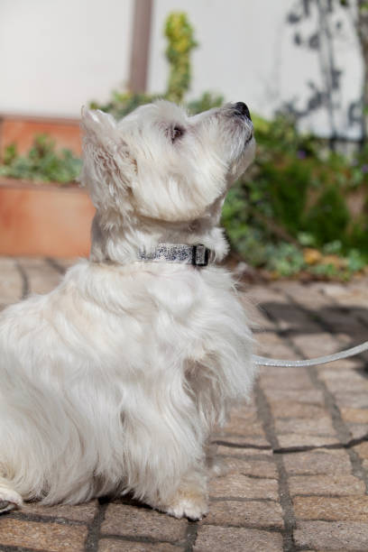 istock Walk the West Highland White Terrier 674285974