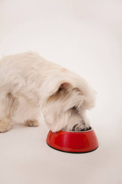 istock West Highland White Terrier food to eat 674286370