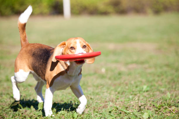 istock Beagle to frisbee 674286734