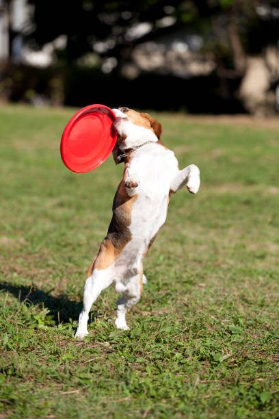 istock Beagle to catch a frisbee 674286756