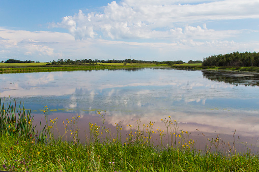 A small lake (slough) in summertime in the prairies of Canada.