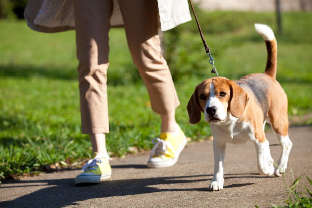 istock Beagle to walk women 674291264