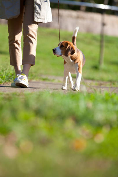 istock Beagle to walk women 674291270
