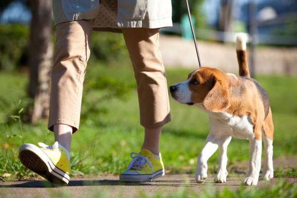istock Beagle to walk women 674291282