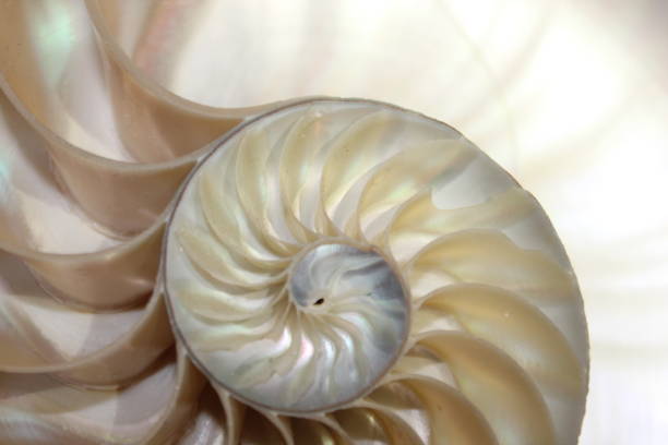 istock nautilus shell symmetry Fibonacci half cross section spiral golden ratio structure growth close up back lit mother of pearl close up ( pompilius nautilus ) 674291352