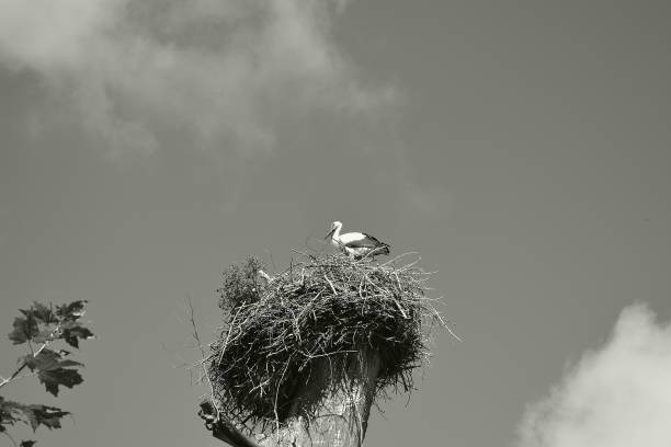 istock A nest with a storks family 674291526