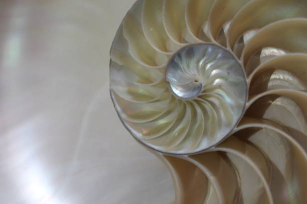 istock nautilus shell symmetry Fibonacci half cross section spiral golden ratio structure growth close up back lit mother of pearl close up ( pompilius nautilus ) 674291602