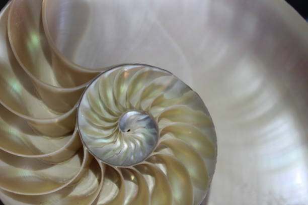 istock nautilus shell symmetry Fibonacci half cross section spiral golden ratio structure growth close up back lit mother of pearl close up ( pompilius nautilus ) 674292166